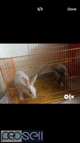 2 rabbits for sale 2 