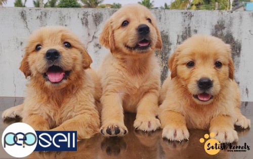 Golden Retriever puppies available in Trivandrum 0 