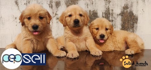 Golden Retriever puppies available in Trivandrum 1 