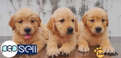 Golden Retriever puppies available in Trivandrum 2 