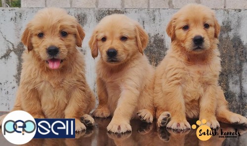 Golden Retriever puppies available in Trivandrum 5 