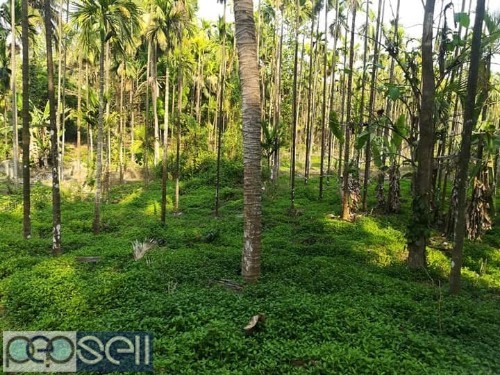 Land for sale in Beltangadi Mangalore 0 