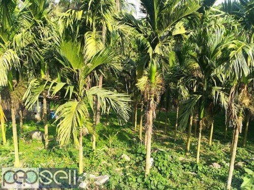 Land for sale in Beltangadi Mangalore 5 