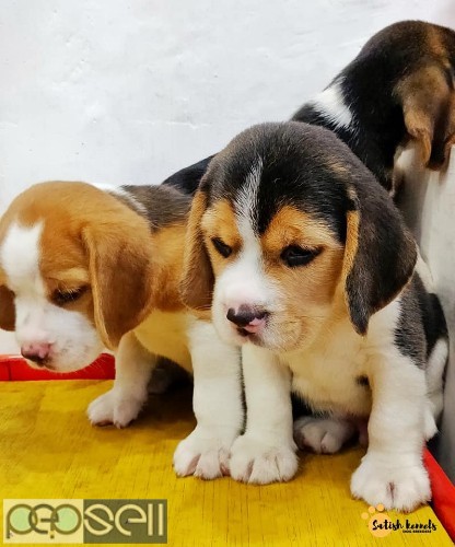 beagle dog price in olx