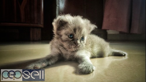 Doll face Grey Persian kitten  0 