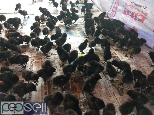 Kadaknath chicks for sale in first time in Kolkata (Barasat). 0 