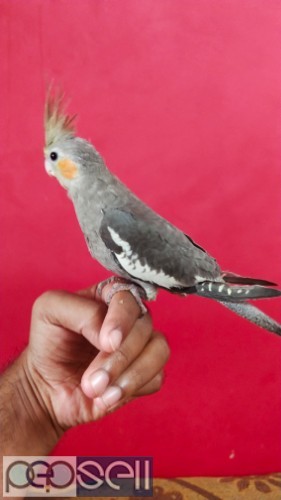 Cockatiel for sale at Coimbatore 0 