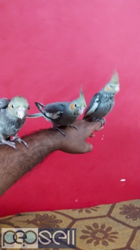 Cockatiel for sale at Coimbatore 1 