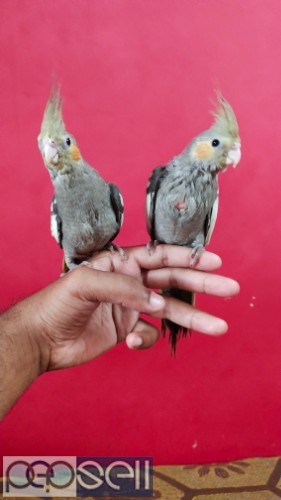 Cockatiel for sale at Coimbatore 2 