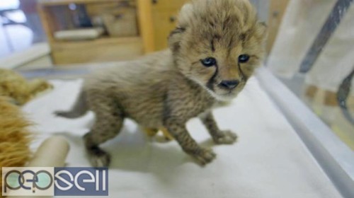  Adorable Cheetah Cubs|Lion Cubs|Tiger Cubs For Sale 1 