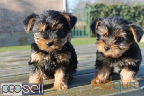 T-Cup Yorkie pups for adoption 0 