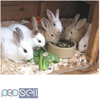 Rabbits and cage for sale at Old Pallavaram near Vels University 0 