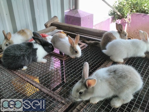 Rabbits and cage for sale at Old Pallavaram near Vels University 1 
