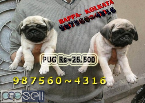 Stunning Liter Of Vodafone PUG Dogs Sale At ~ CHITTARANGAN 0 