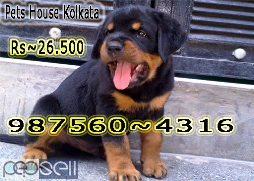 Imported Quality ROT WAILER dogs Available for Sale At ~ RAJARRHAT 0 