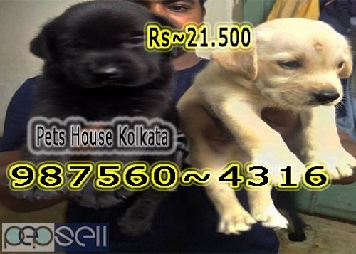 Imported Quality ROT WAILER dogs Available for Sale At ~ RAJARRHAT 2 