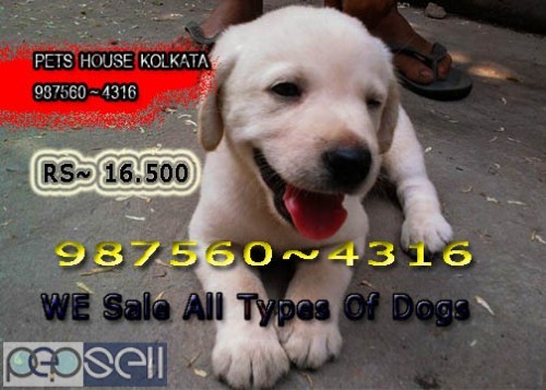 Imported Quality ROT WAILER dogs Available for Sale At ~ RAJARRHAT 3 