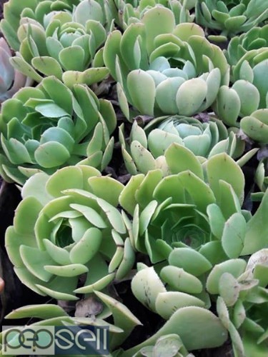 Cactus and succulents plants for sale in Chennai Nanganallur 0 