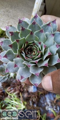 Cactus and succulents plants for sale in Chennai Nanganallur 1 