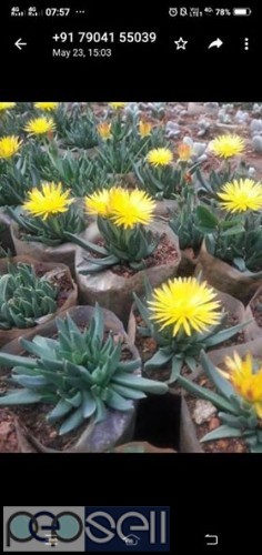 Cactus and succulents plants for sale in Chennai Nanganallur 2 