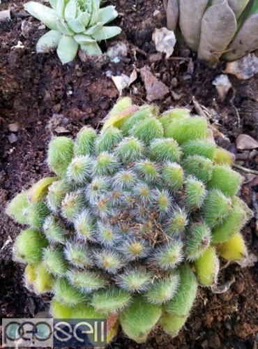 Cactus and succulents plants for sale in Chennai Nanganallur 3 