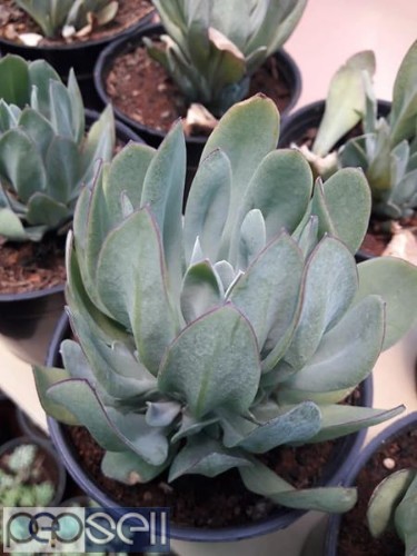 Cactus and succulents plants for sale in Chennai Nanganallur 4 