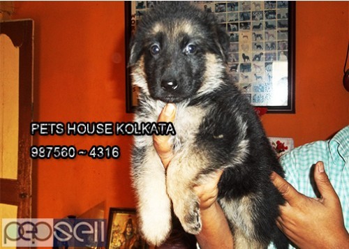 Champion Quality GERMAN SHEPHERD Dogs Sale At MIDNAPUR 0 