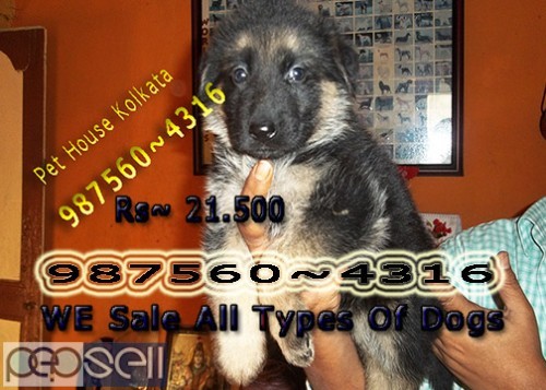 Champion Quality GERMAN SHEPHERD Dogs Sale At MIDNAPUR 1 