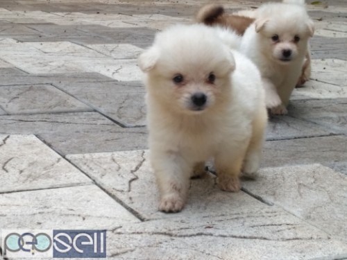 MINIATURE POMERANIAN PUPPIES FOR SALE | Angamaly free classifieds