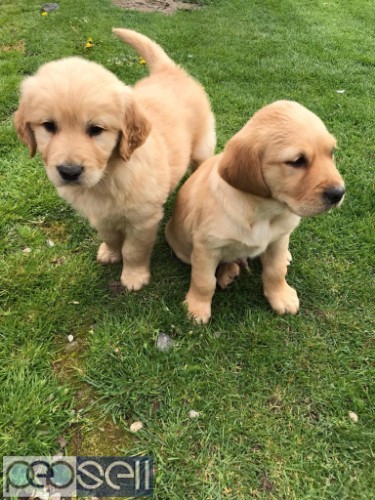  Golden Retriever Puppies for sale 1 