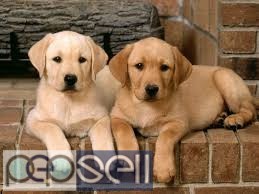  Golden Retriever Puppies for sale 2 