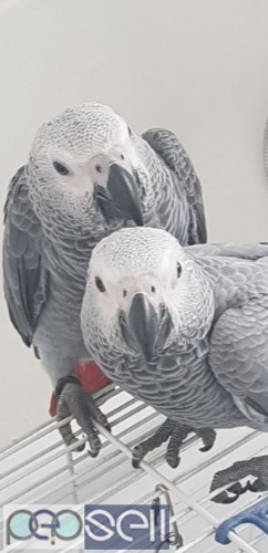  Hand Reared African Grey Parrots For Sale.  0 