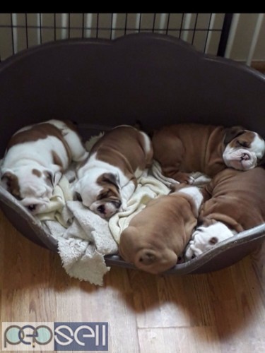 Wrinkled Face English Bulldog puppies For Sale 1 