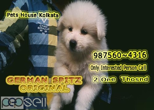 Show Quality GERMAN SPITZ Available For Sale At KOLKATA RAJARHAT 0 