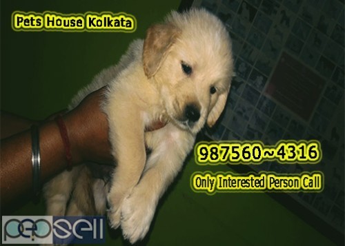 Show Quality GERMAN SPITZ Available For Sale At KOLKATA RAJARHAT 1 