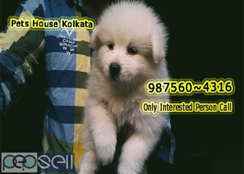 Show Quality GERMAN SPITZ Available For Sale At KOLKATA RAJARHAT 2 