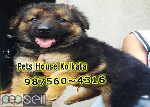 Show Quality GERMAN SPITZ Available For Sale At KOLKATA RAJARHAT 3 