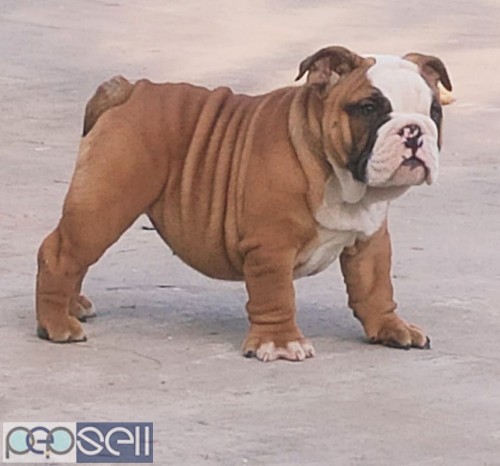 English bulldog female puppy with kci vaccination and deworming done Ludhiana Punjab  0 