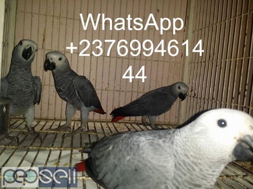  African grey parrots for sale 0 