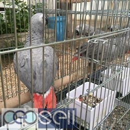  African grey parrots for sale 2 