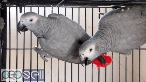  African grey parrots for sale 4 
