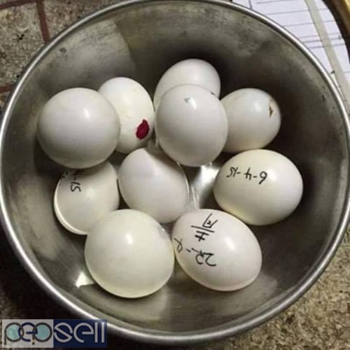 Available Fresh Candle Tested Fertile Parrot Eggs And Parrots  1 