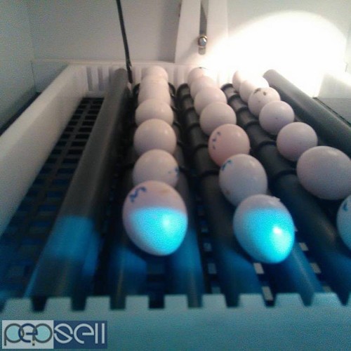 Available Fresh Candle Tested Fertile Parrot Eggs And Parrots  2 