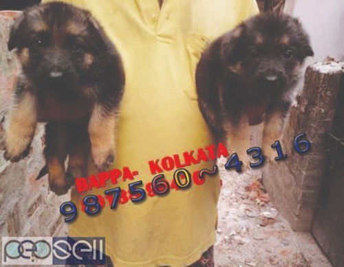 Imported Quality GERMAN SHEPHERD Dogs Pets Available At ~ PURULIA 1 