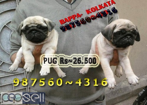 Imported Quality GERMAN SHEPHERD Dogs Pets Available At ~ PURULIA 5 