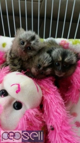 monkey babies and other primates 0 