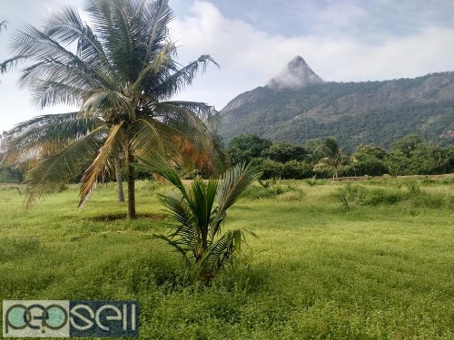 20 acre coconut land for sale at Pollachi 1 