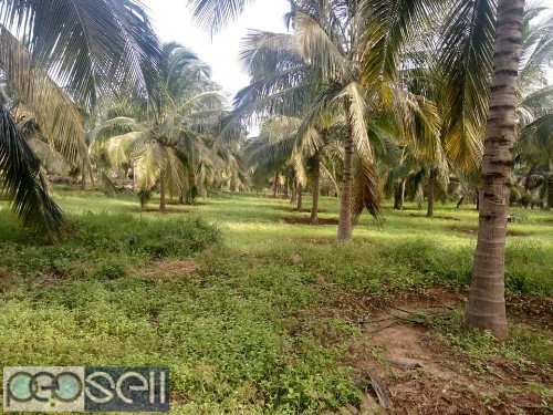 20 acre coconut land for sale at Pollachi 3 