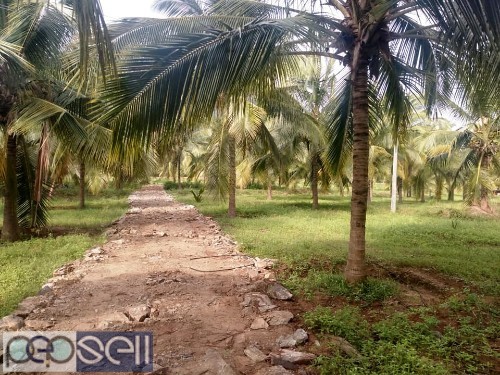 20 acre coconut land for sale at Pollachi 4 