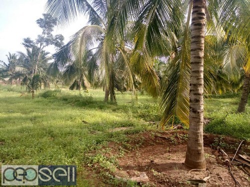 20 acre coconut land for sale at Pollachi 5 